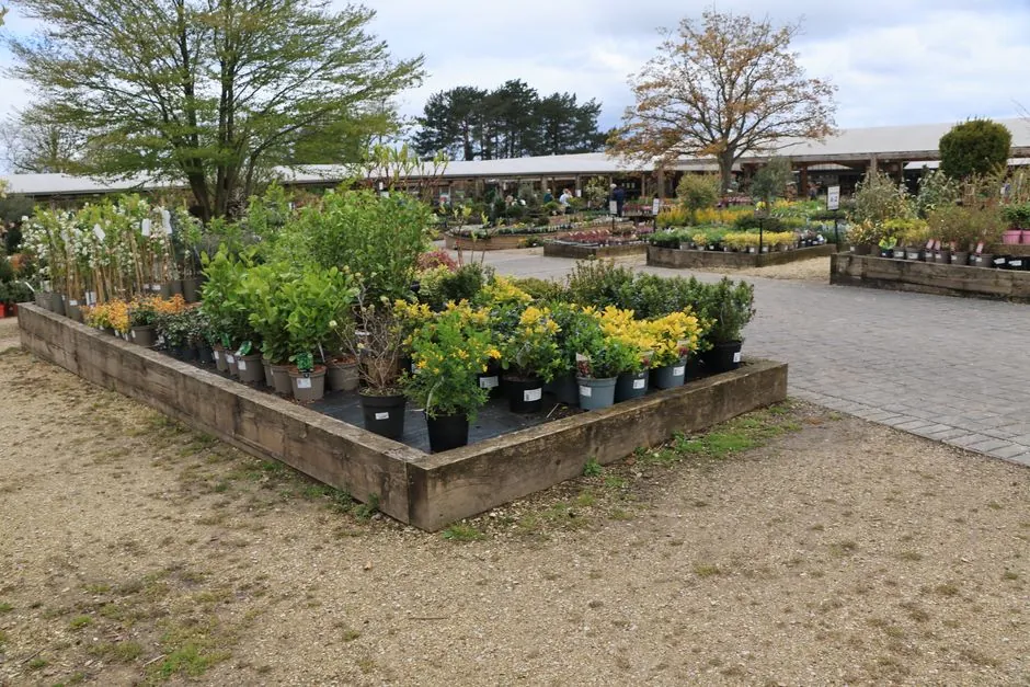 Massifs fleuris et plantes en pots