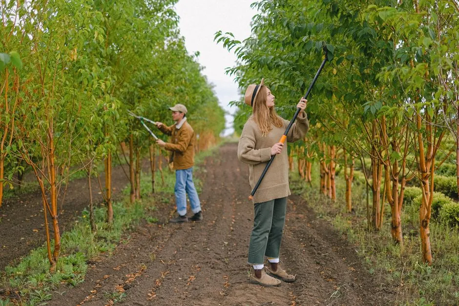 Taille douce d'arbres en plantation